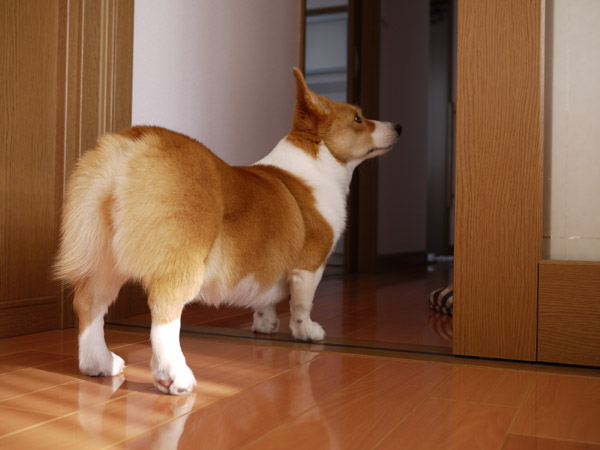 ���B�e�̃R�c