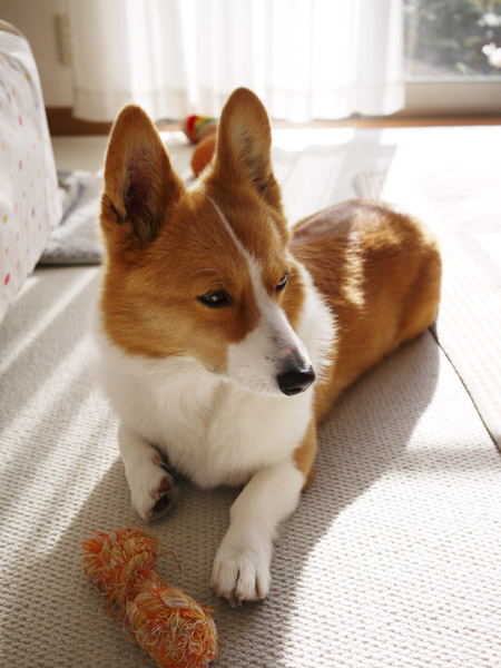 ���B�e�̃R�c