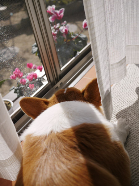 ���B�e�̃R�c