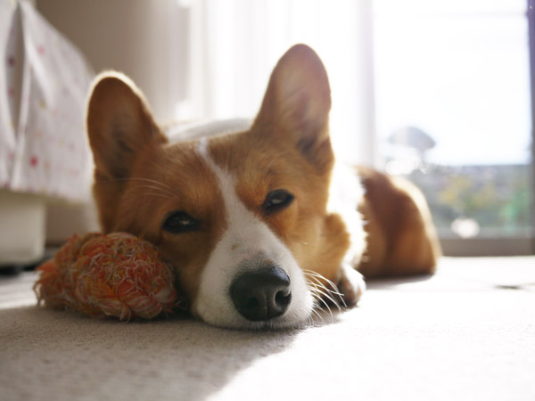 ���B�e�̃R�c