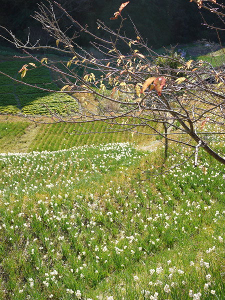 ��t�����쒬���働�[�h�̎ʐ^