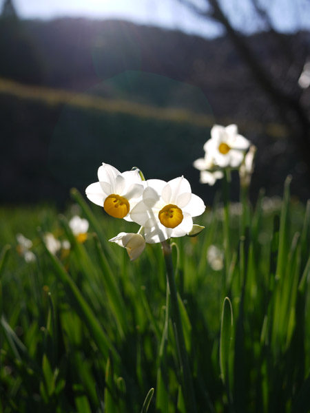 ��t�����쒬���働�[�h�̐���