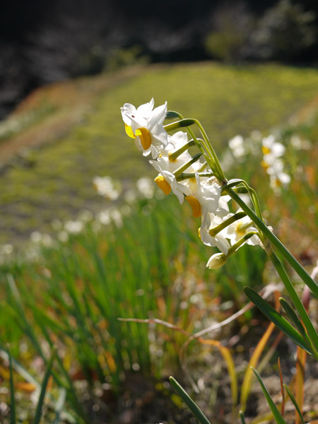 ��t�����쒬���働�[�h�̐���