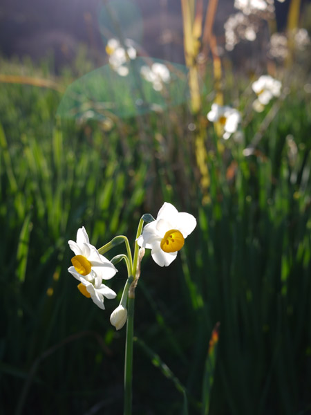 ��t�����쒬���働�[�h�̐���