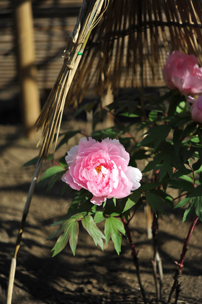 ��쓌�Ƌ{�ڂ��񉑁i�~�ڂ���j