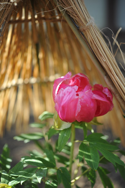 ��쓌�Ƌ{�ڂ��񉑁i�~�ڂ���j