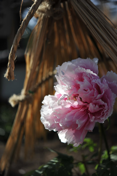 ��쓌�Ƌ{�ڂ��񉑁i�~�ڂ���j