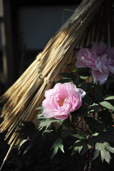 ��쓌�Ƌ{�ڂ��񉑁i�~�ڂ���j