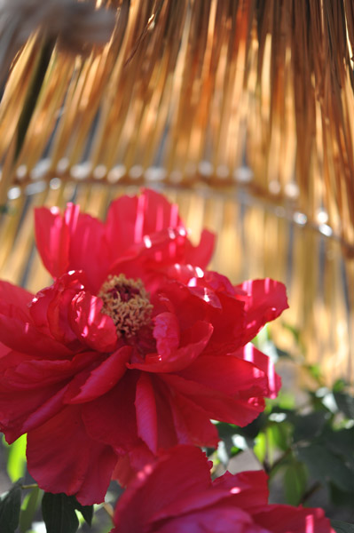 ��쓌�Ƌ{�ڂ��񉑁i�~�ڂ���j