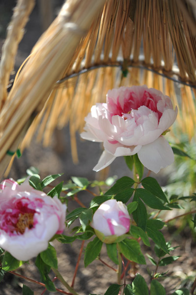 ��쓌�Ƌ{�ڂ��񉑁i�~�ڂ���j