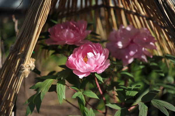 ��쓌�Ƌ{�ڂ��񉑁i�~�ڂ���j