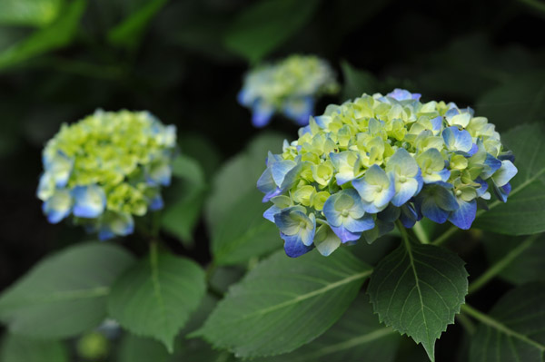 �Z�`���̃A�W�T�C