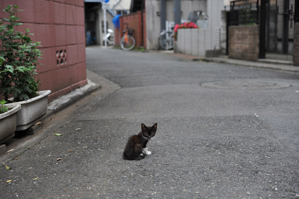 �����̘H�n�ň�l�ڂ����̍��q�L