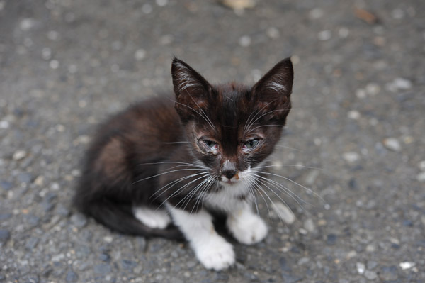 �����̘H�n�ň�l�ڂ����̍��q�L