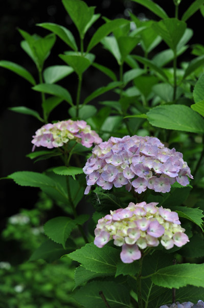 �Z�`���̃A�W�T�C