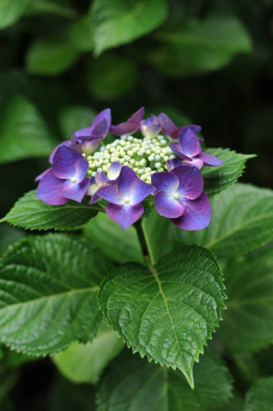 �Z�`���̃A�W�T�C