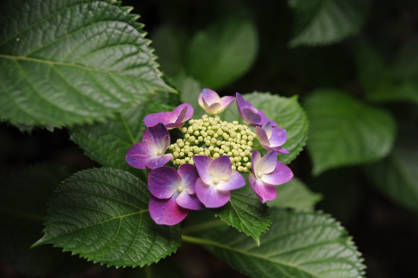 �Z�`���̃A�W�T�C