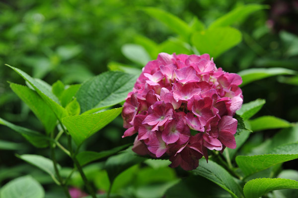 �Z�`���̃A�W�T�C