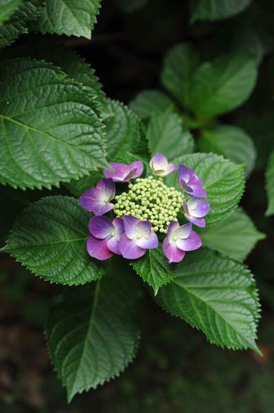 �Z�`���̃A�W�T�C