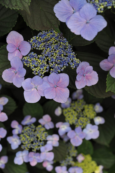 �V�h�䉑�̃A�W�T�C