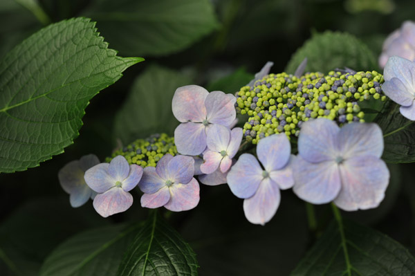 �V�h�䉑�̃A�W�T�C