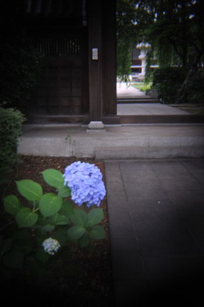 �����R���{�@�̓�����ō炢�Ă����A�W�T�C