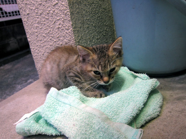 �����̖�ǔL�Ɛl��