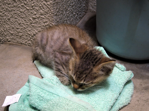 �����̖�ǔL�Ɛl��