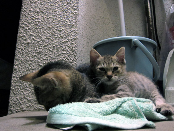 �^�I���̏�ɏW�܂�q�L�B