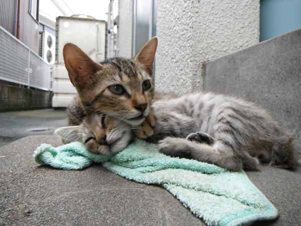 �^�I���̏�ɏW�܂�q�L�B