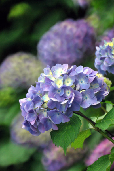 ���q�̔򒹎R�̃A�W�T�C