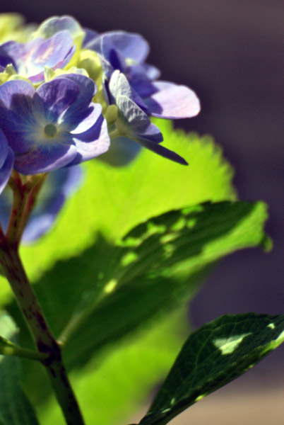 ���q�̔򒹎R�̃A�W�T�C