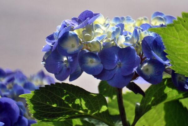 ���q�̔򒹎R�̃A�W�T�C