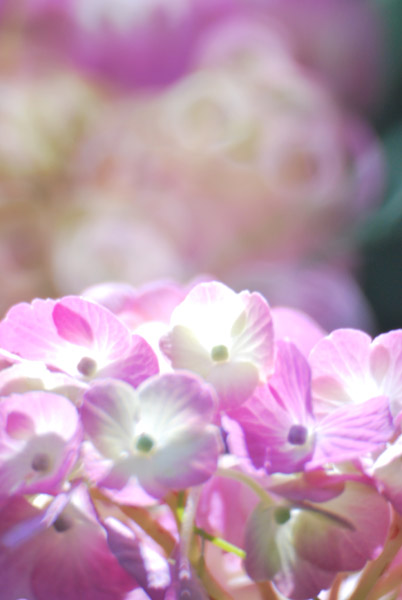 ���q�̔򒹎R�̃A�W�T�C