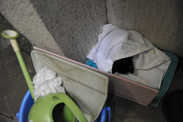 �^�I���ɕ�܂��Ė���q�L