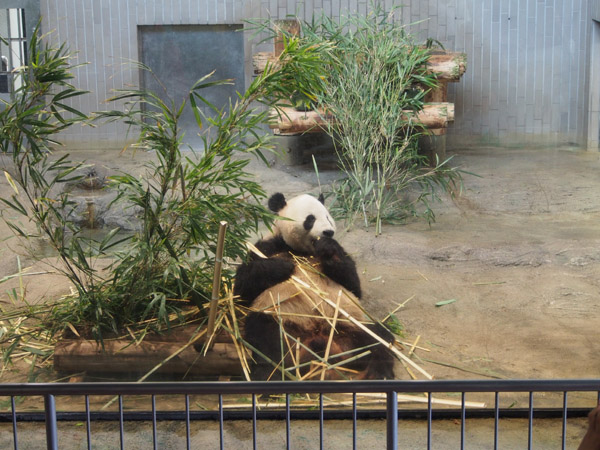 ��쓮�����̃p���_