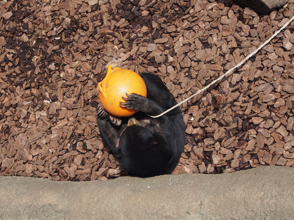 �{�[���ŗV�ԃc�L�m���O�}