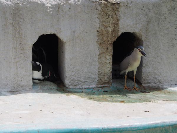 �P�[�v�y���M���̃v�[���̕��i