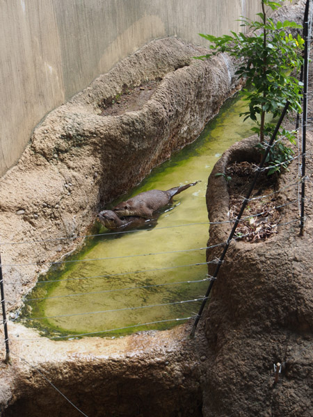 �����������ɗ�ރJ���E�\