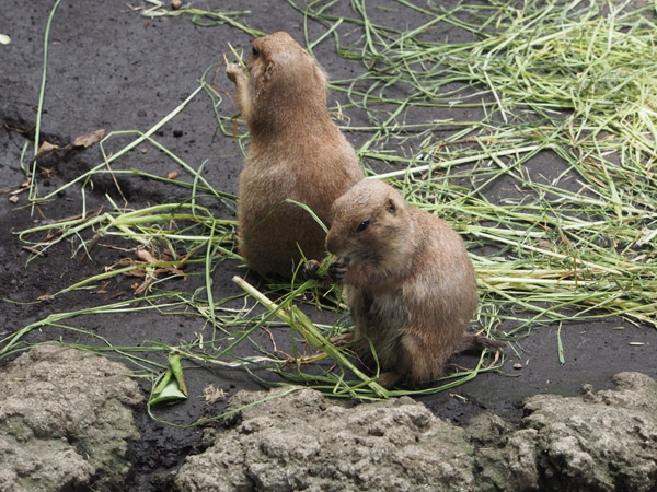 �Ђ�����H���܂���v���[���[�h�b�O