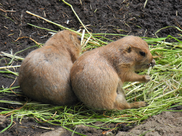 ��쓮�����̒��̗ǂ��v���[���[�h�b�O�̉Ƒ�