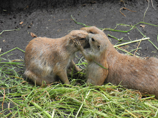 ��쓮�����̒��̗ǂ��v���[���[�h�b�O�̉Ƒ�