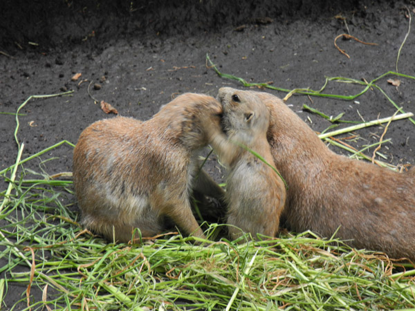 ��쓮�����̒��̗ǂ��v���[���[�h�b�O�̉Ƒ�