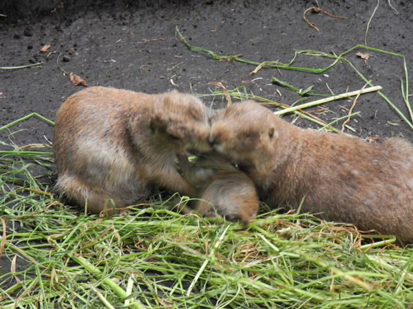 ��쓮�����̒��̗ǂ��v���[���[�h�b�O�̉Ƒ�