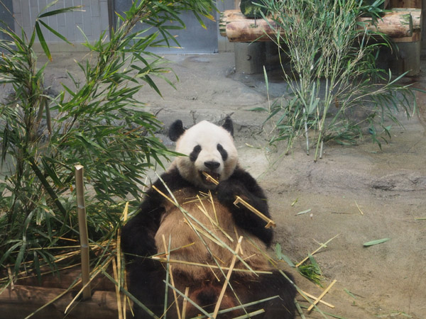 ��쓮�����̃p���_