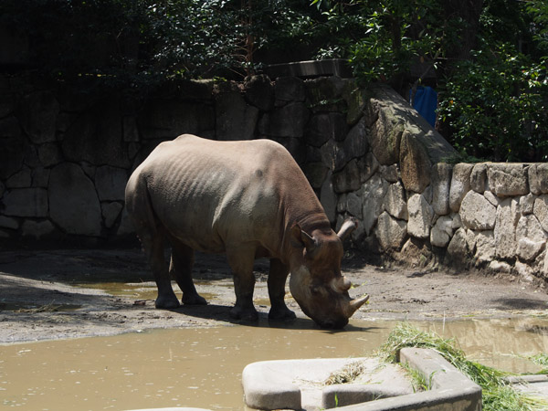 �Â��ɐ������ރT�C