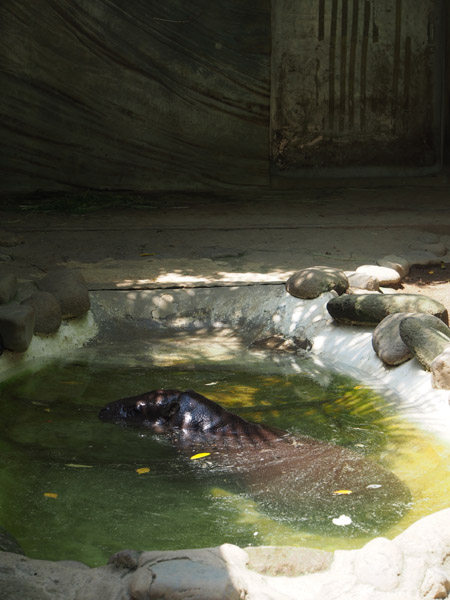 �Â��ɐ��̒��ŗ��ރR�r�g�J�o