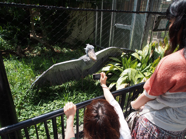 �ҏ��̒��̃n�V�r���R�E