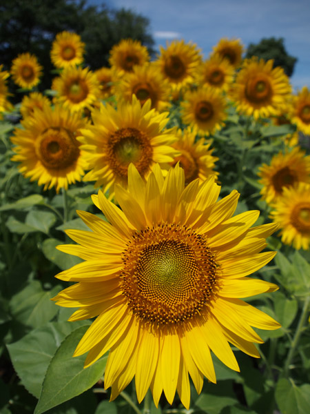 JR�V�؏�w�̃o�X�^�[�~�i���ő��z�Ɍ������č炭������