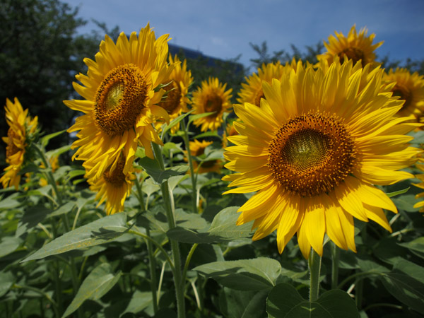 JR�V�؏�w�̃o�X�^�[�~�i���ő��z�Ɍ������č炭������